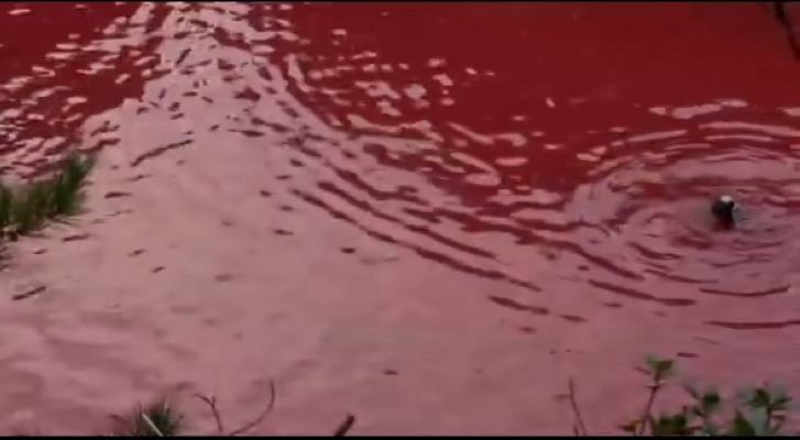 海豚湾剧照的剧照