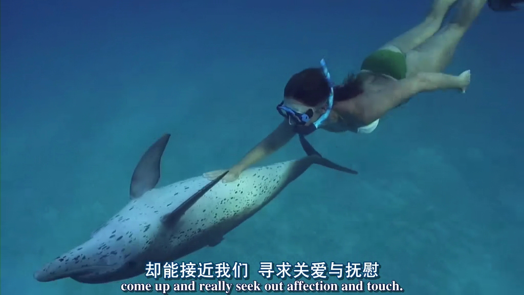 海豚湾剧照的剧照