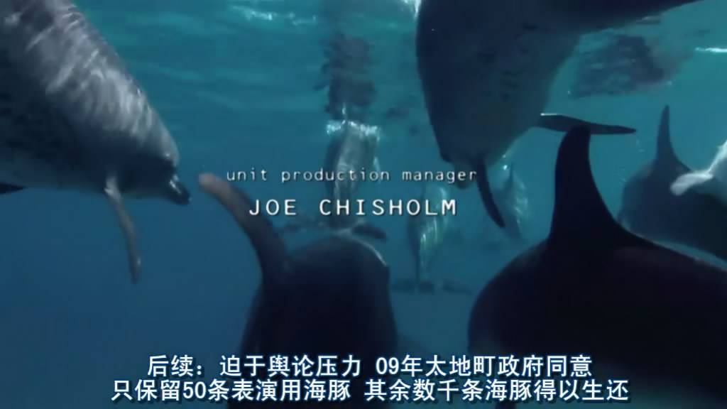 海豚湾剧照的剧照