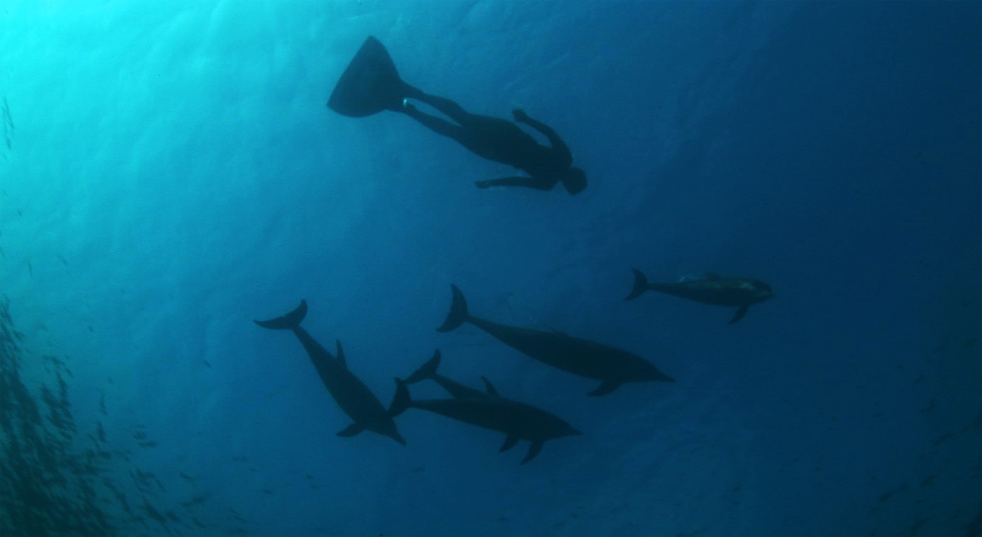 海豚湾剧照的剧照