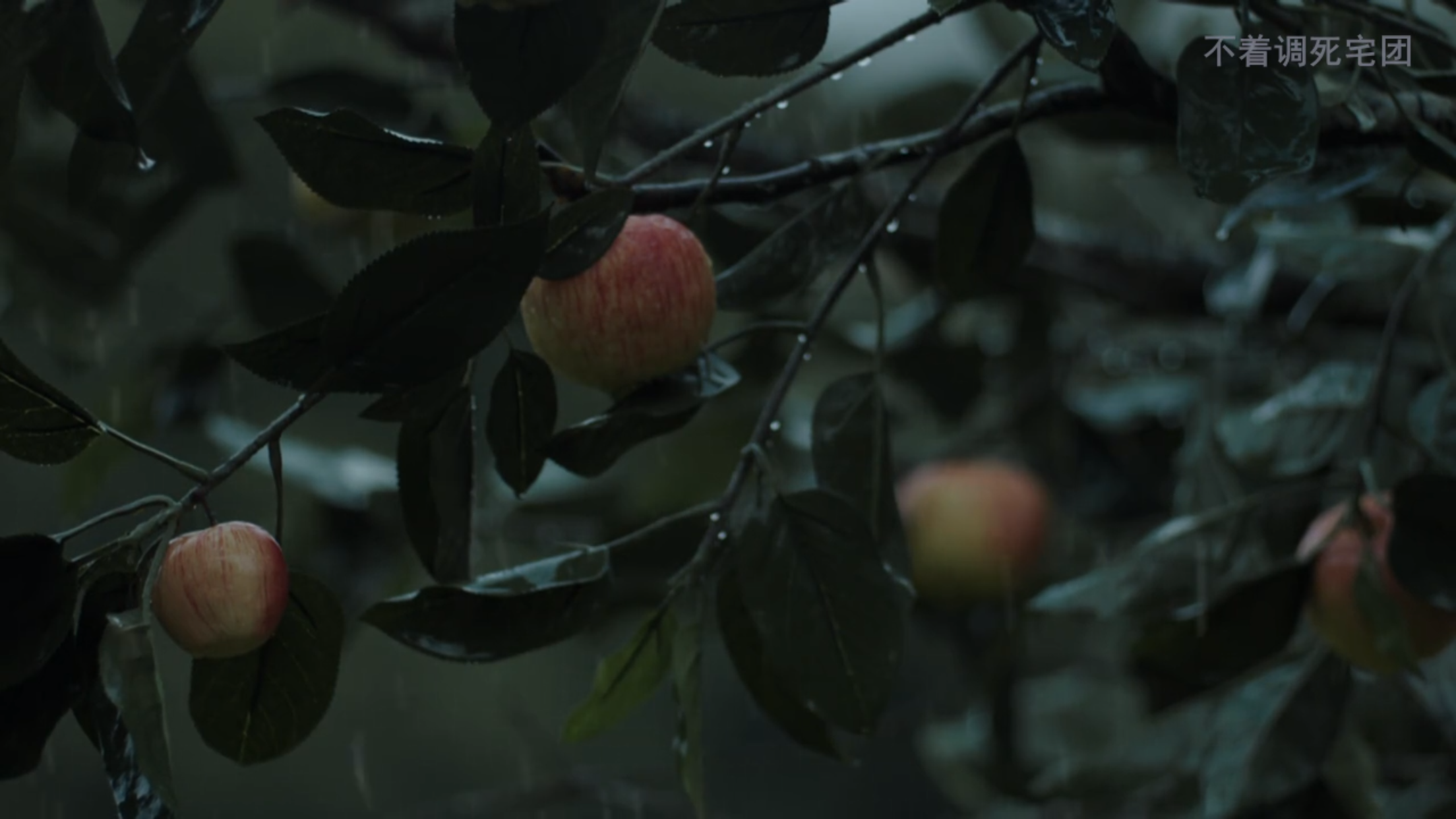 罗西与苹果酒剧照的剧照