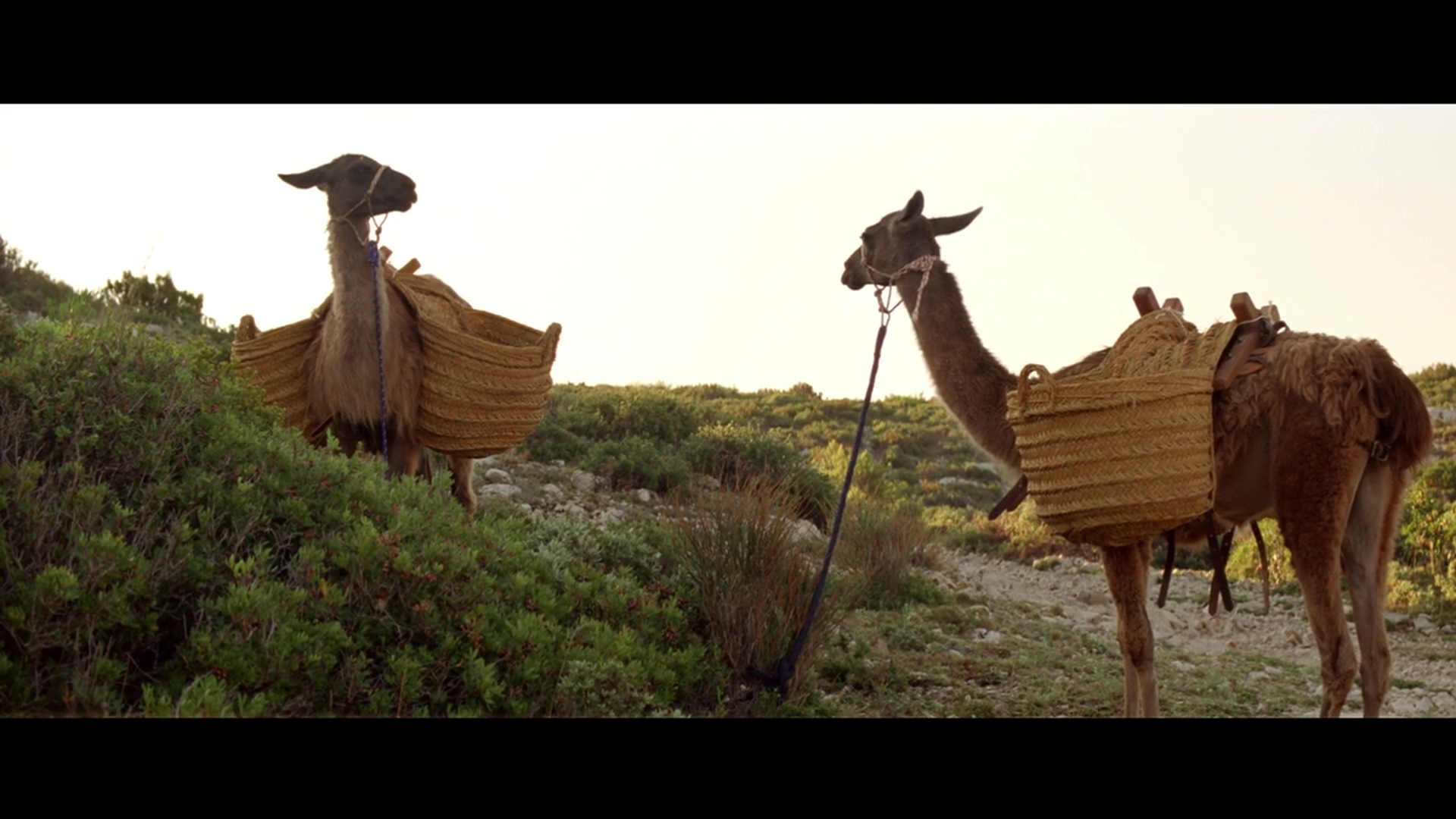 一千零一夜第3部：迷醉之人剧照的剧照