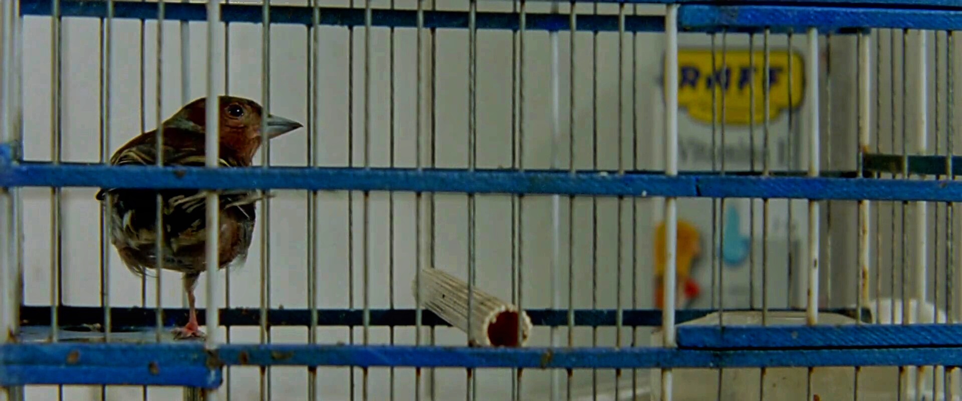 一千零一夜第3部：迷醉之人剧照的剧照