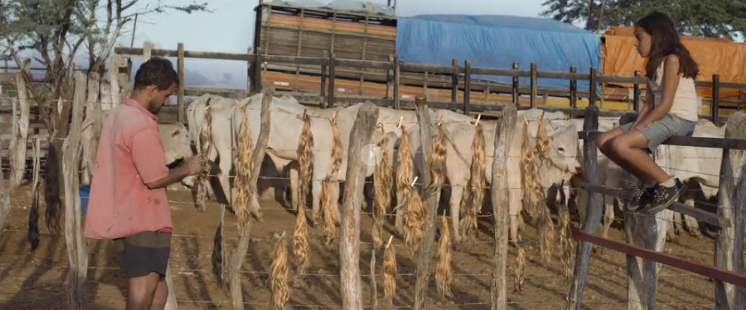 霓虹牛剧照的剧照