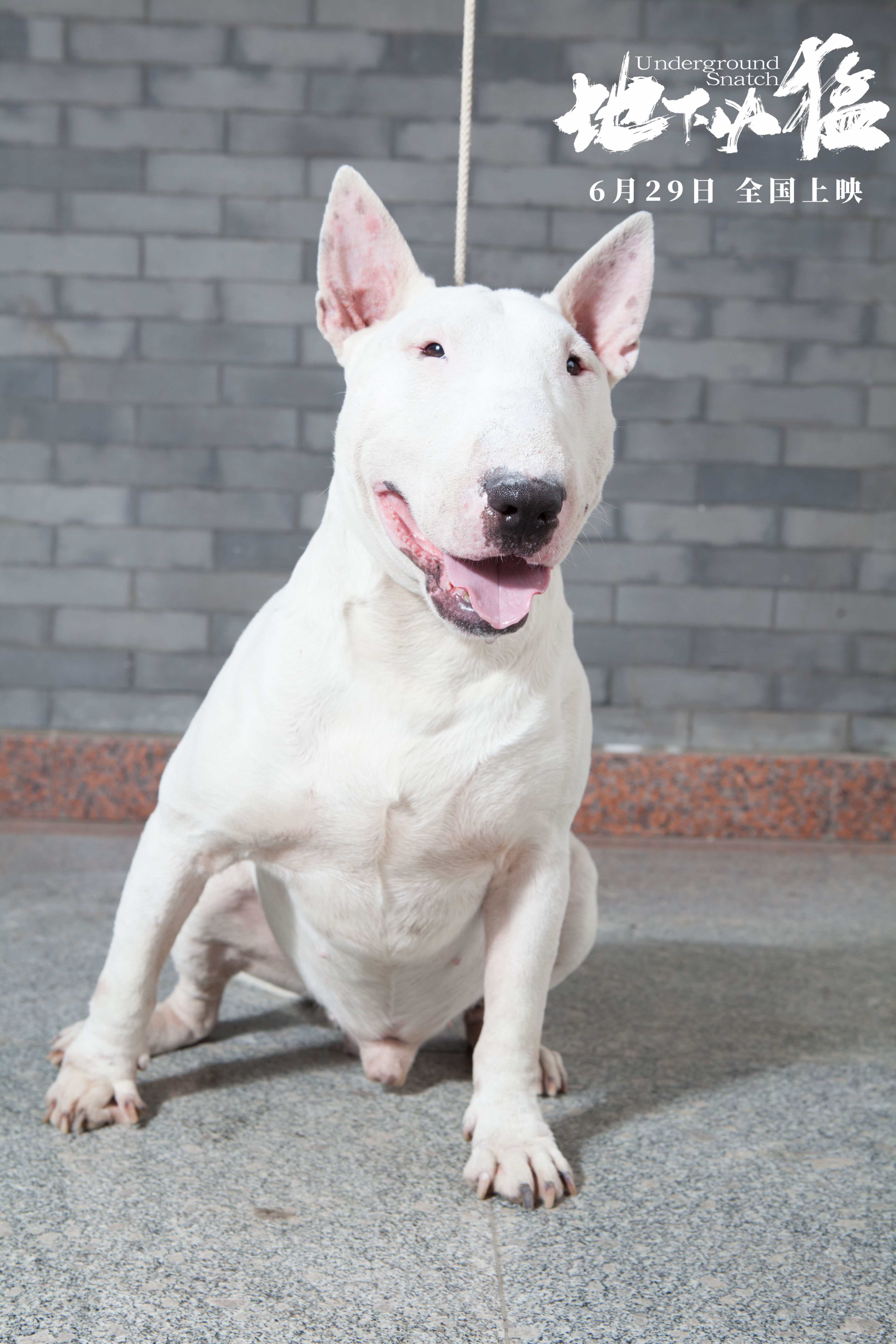 地下凶猛剧照的剧照