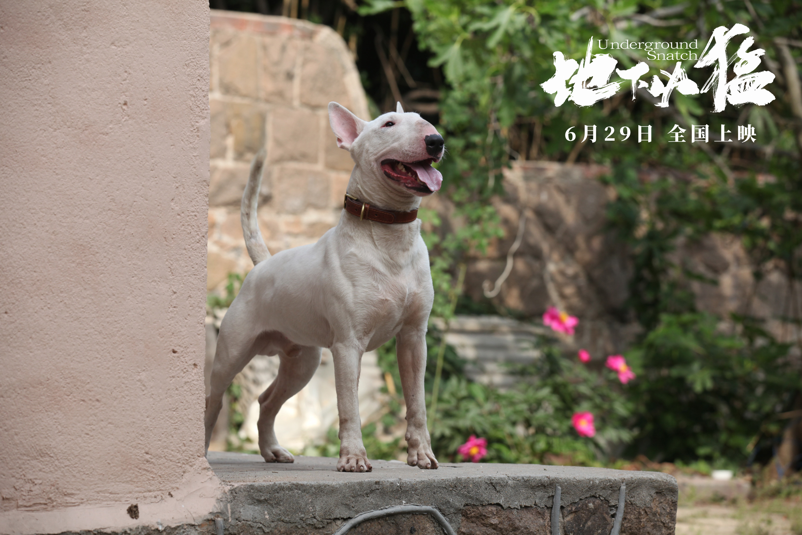 地下凶猛剧照的剧照