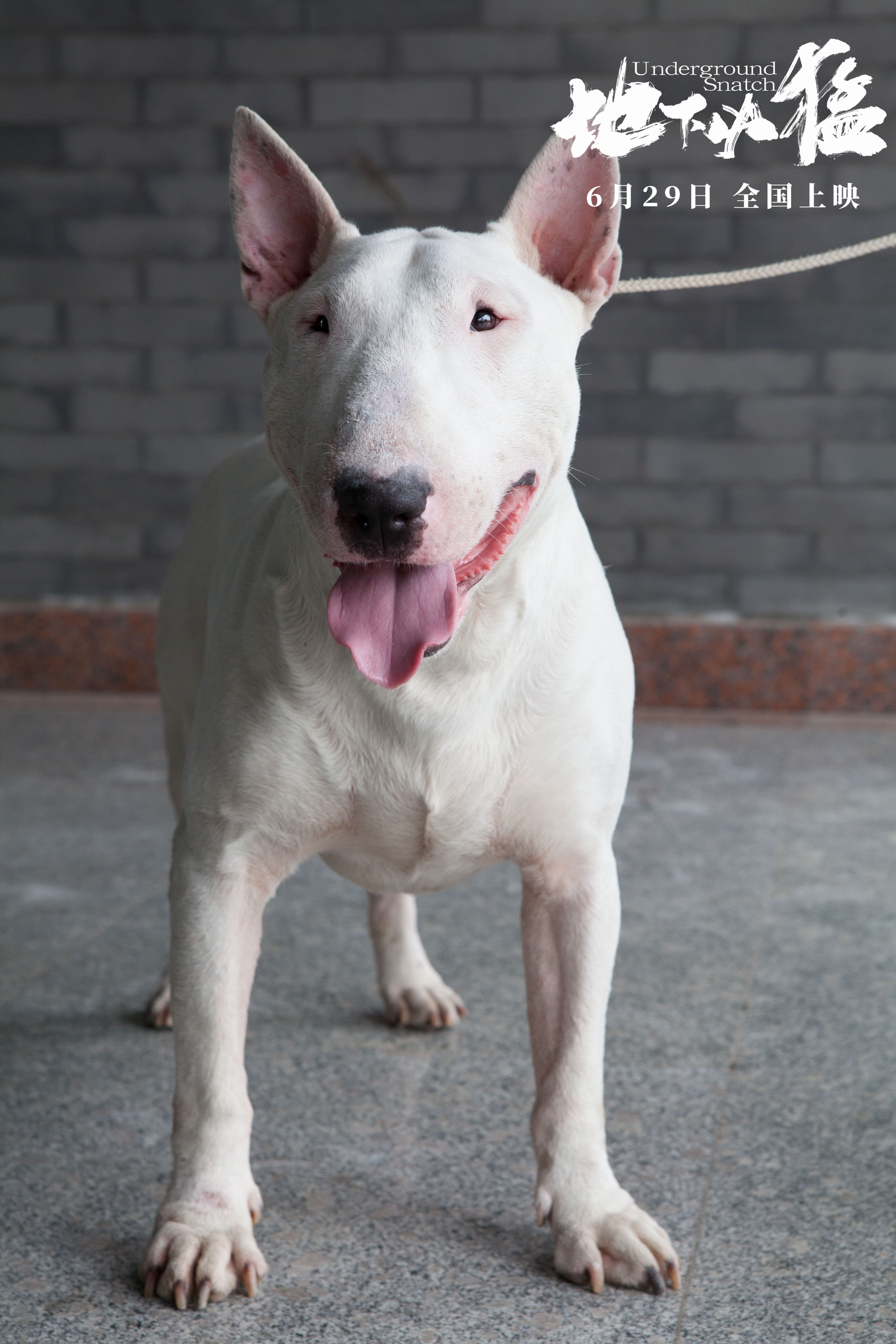 地下凶猛剧照的剧照