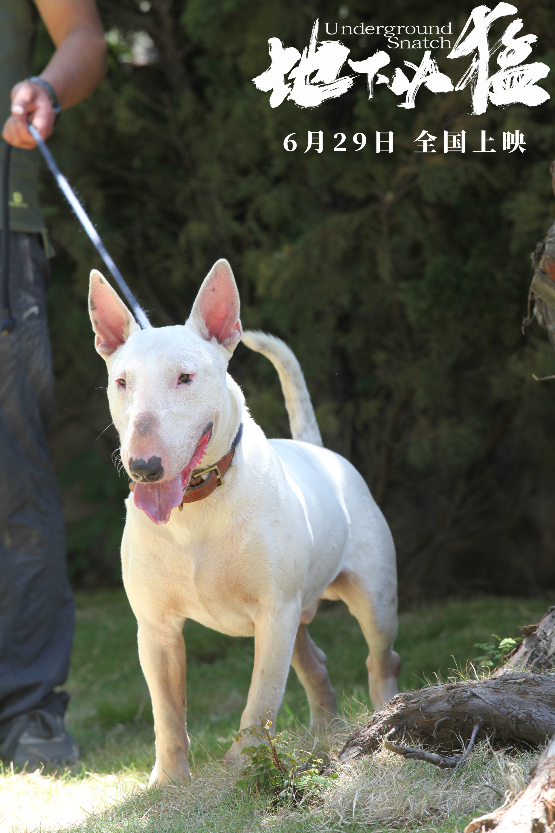 地下凶猛剧照的剧照