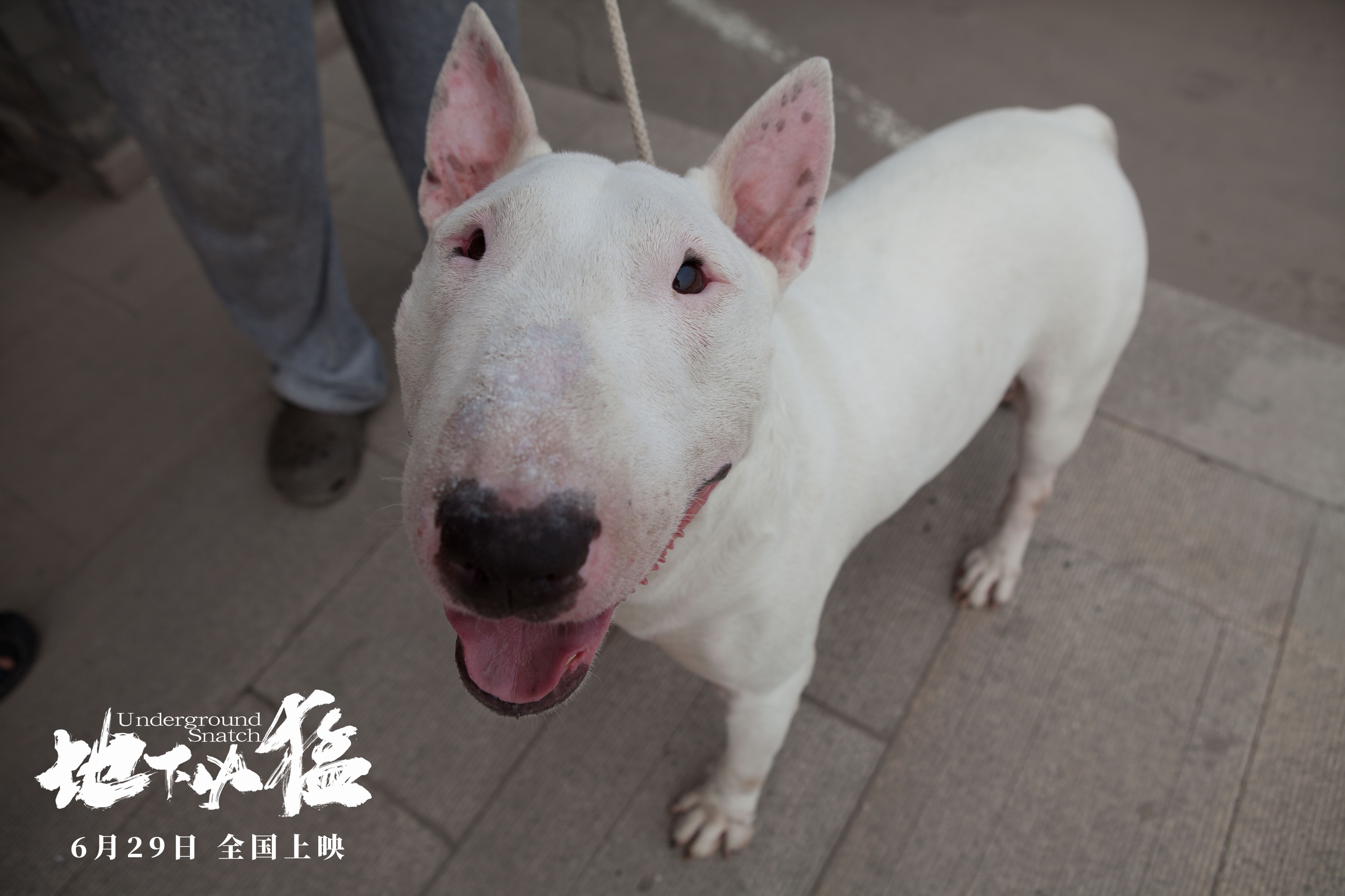 地下凶猛剧照的剧照