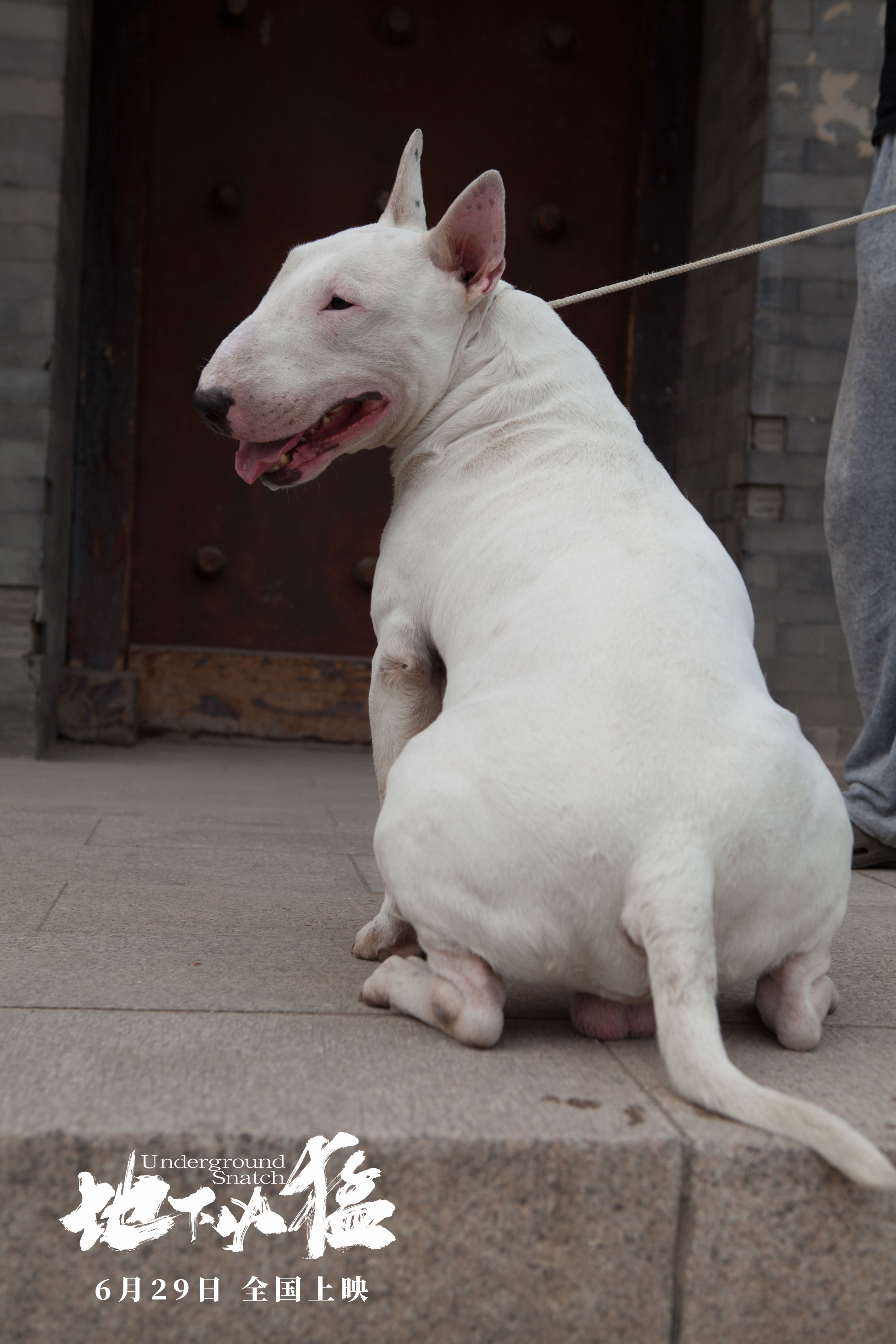 地下凶猛剧照的剧照