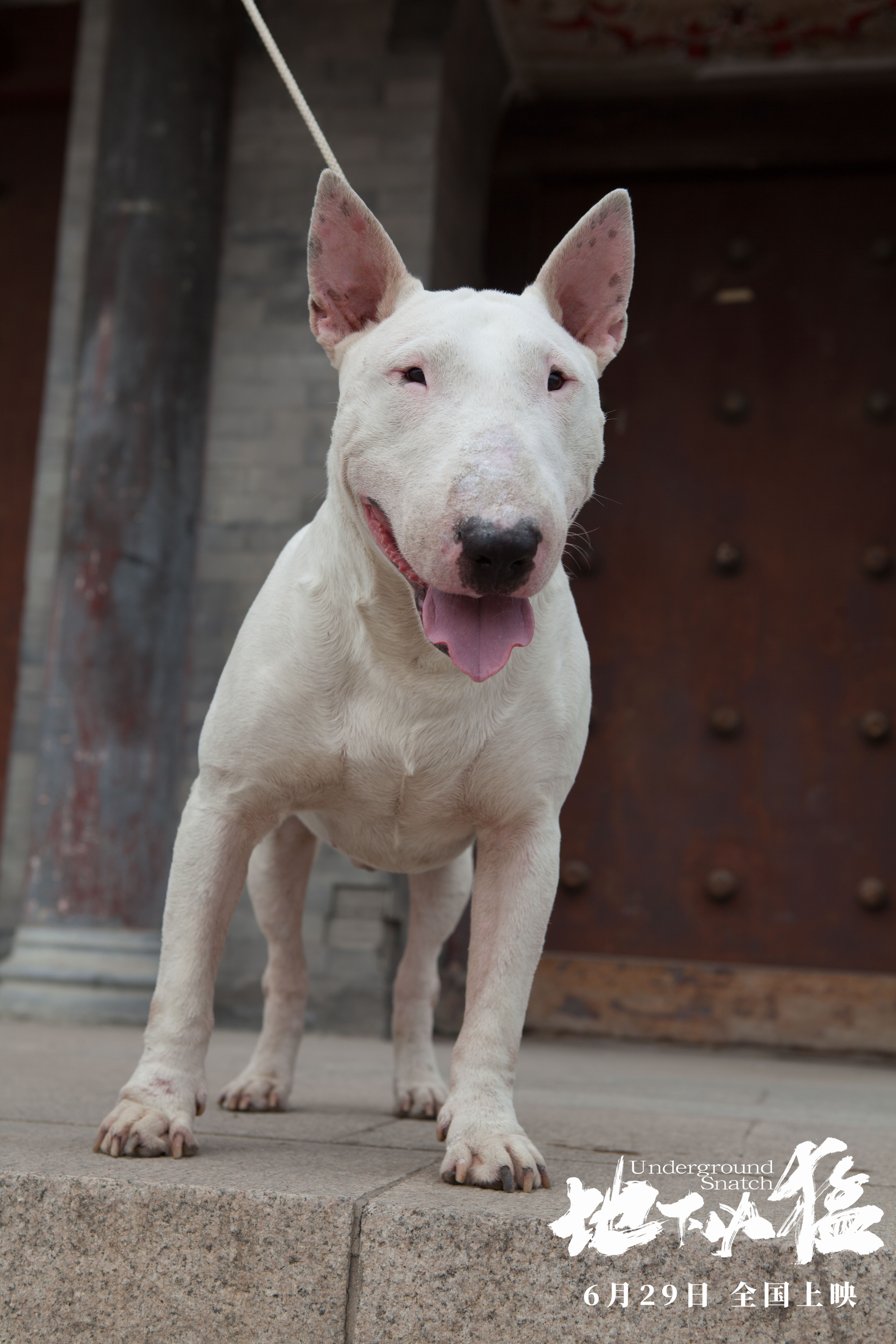 地下凶猛剧照的剧照