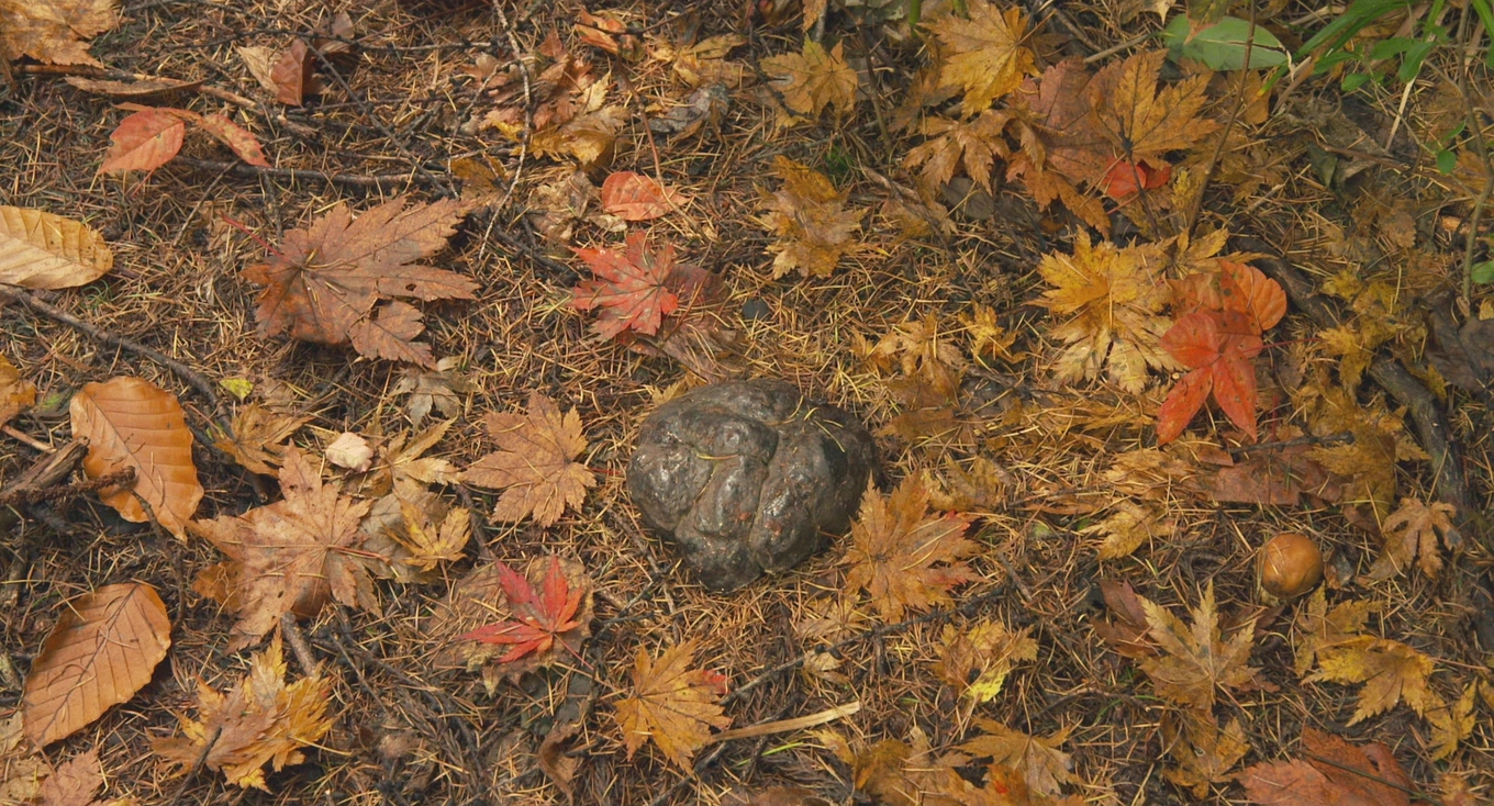 去见瀑布剧照的剧照