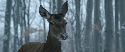 肉与灵剧照的剧照