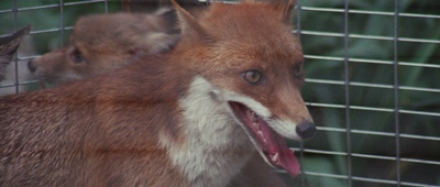 鬼妻墓中来剧照的剧照