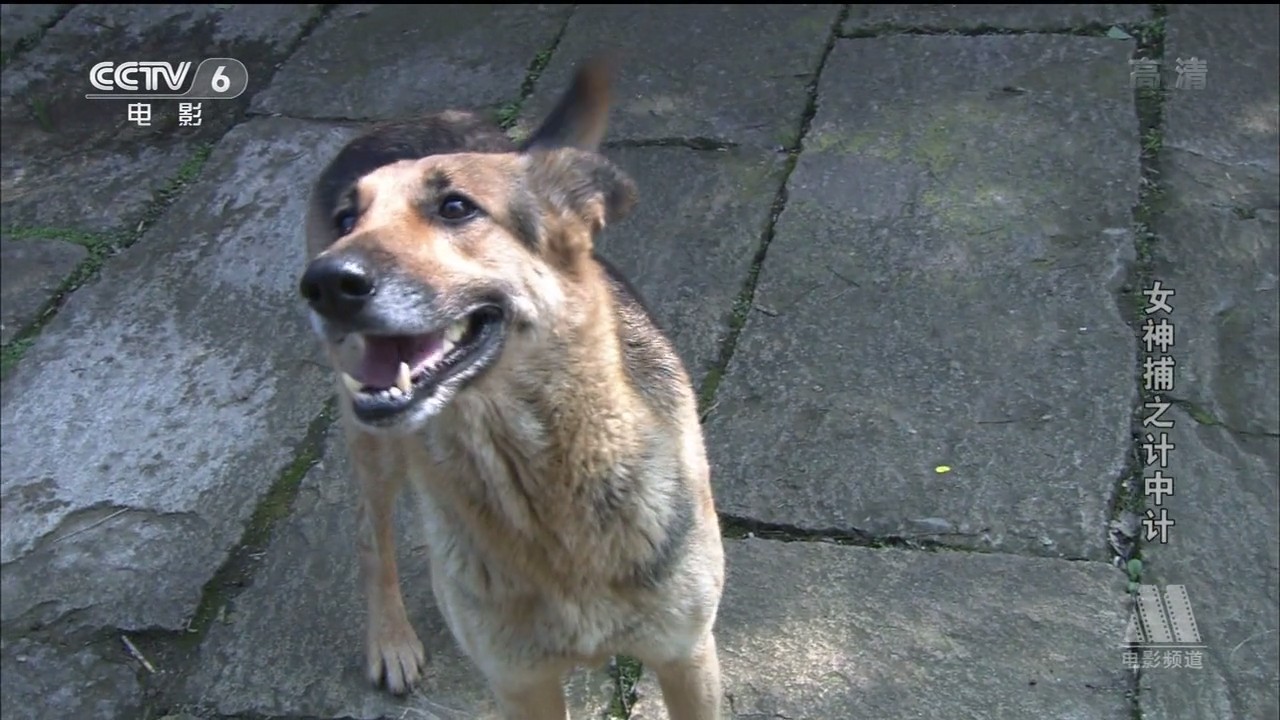 女神捕之计中计剧照的剧照
