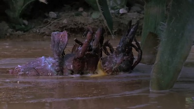 亲爱的，我把孩子缩小了剧照的剧照