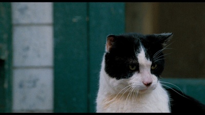 亲爱的，我把孩子缩小了剧照的剧照