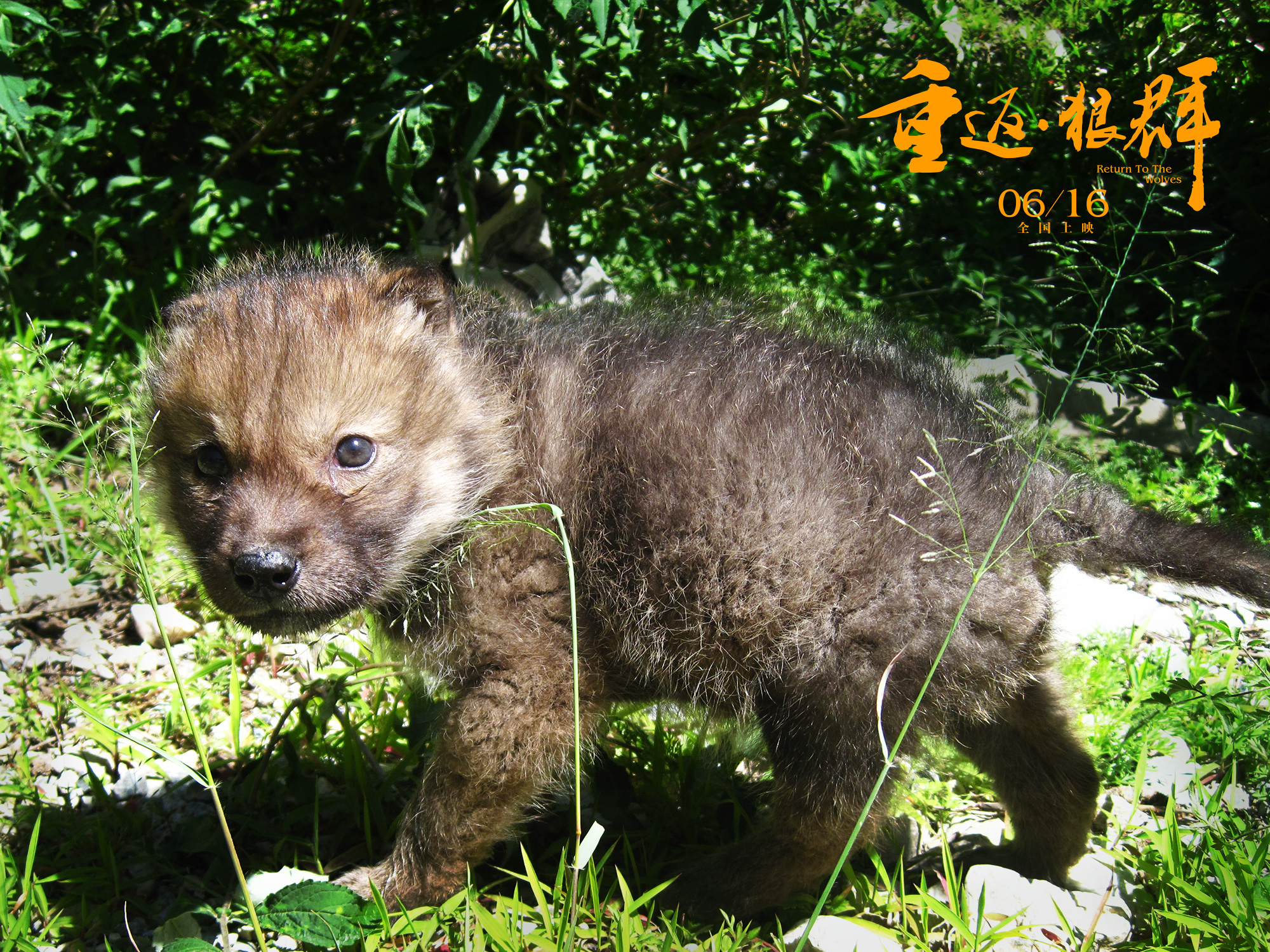 重返·狼群剧照的剧照