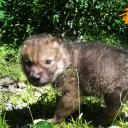 重返·狼群剧照