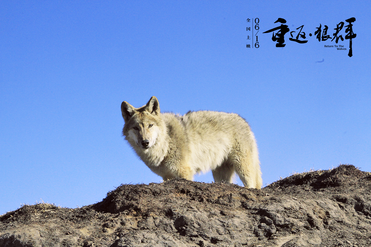 重返·狼群剧照的剧照