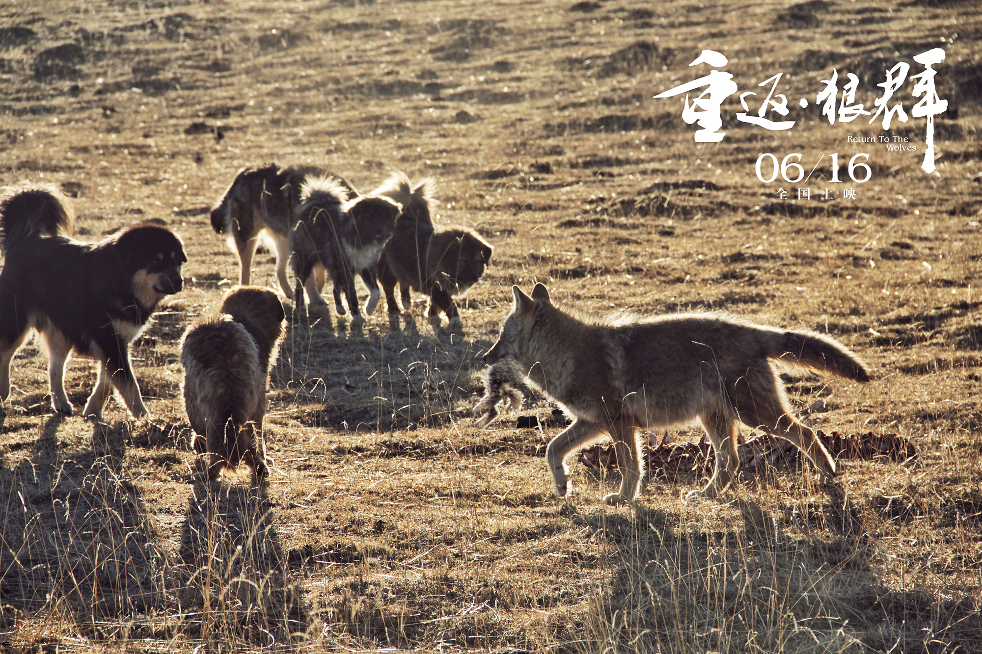 重返·狼群剧照的剧照