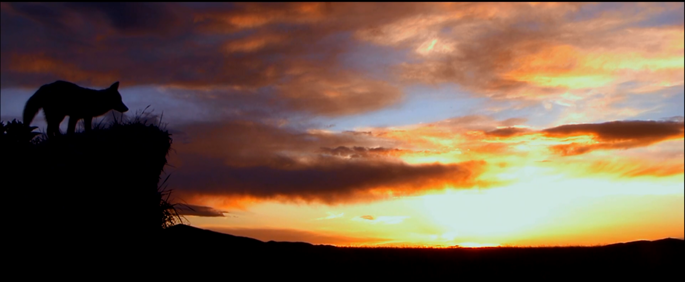 重返·狼群剧照的剧照