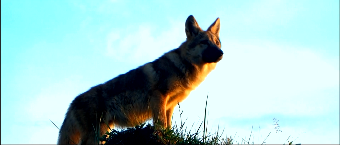 重返·狼群剧照的剧照