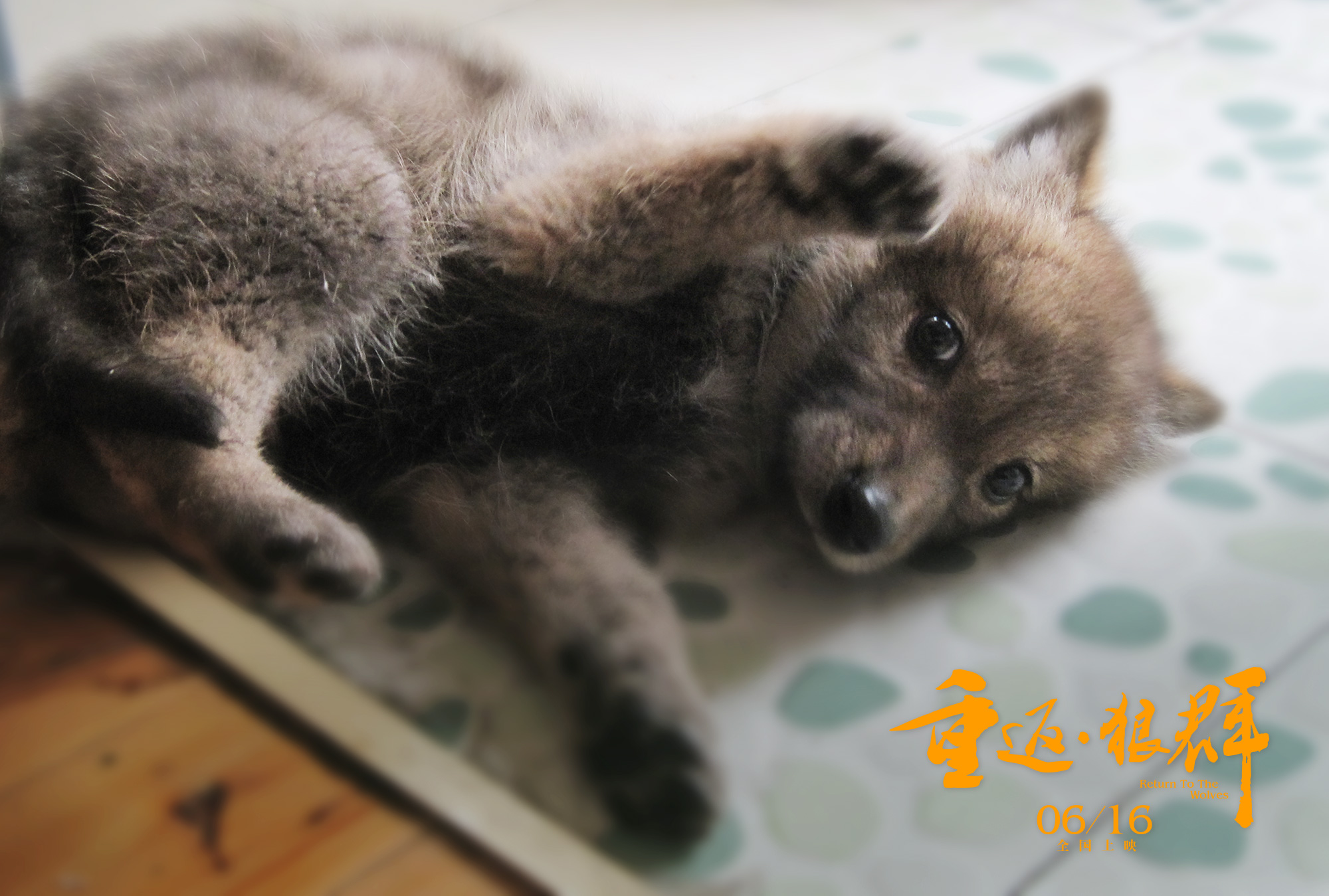 重返·狼群剧照的剧照