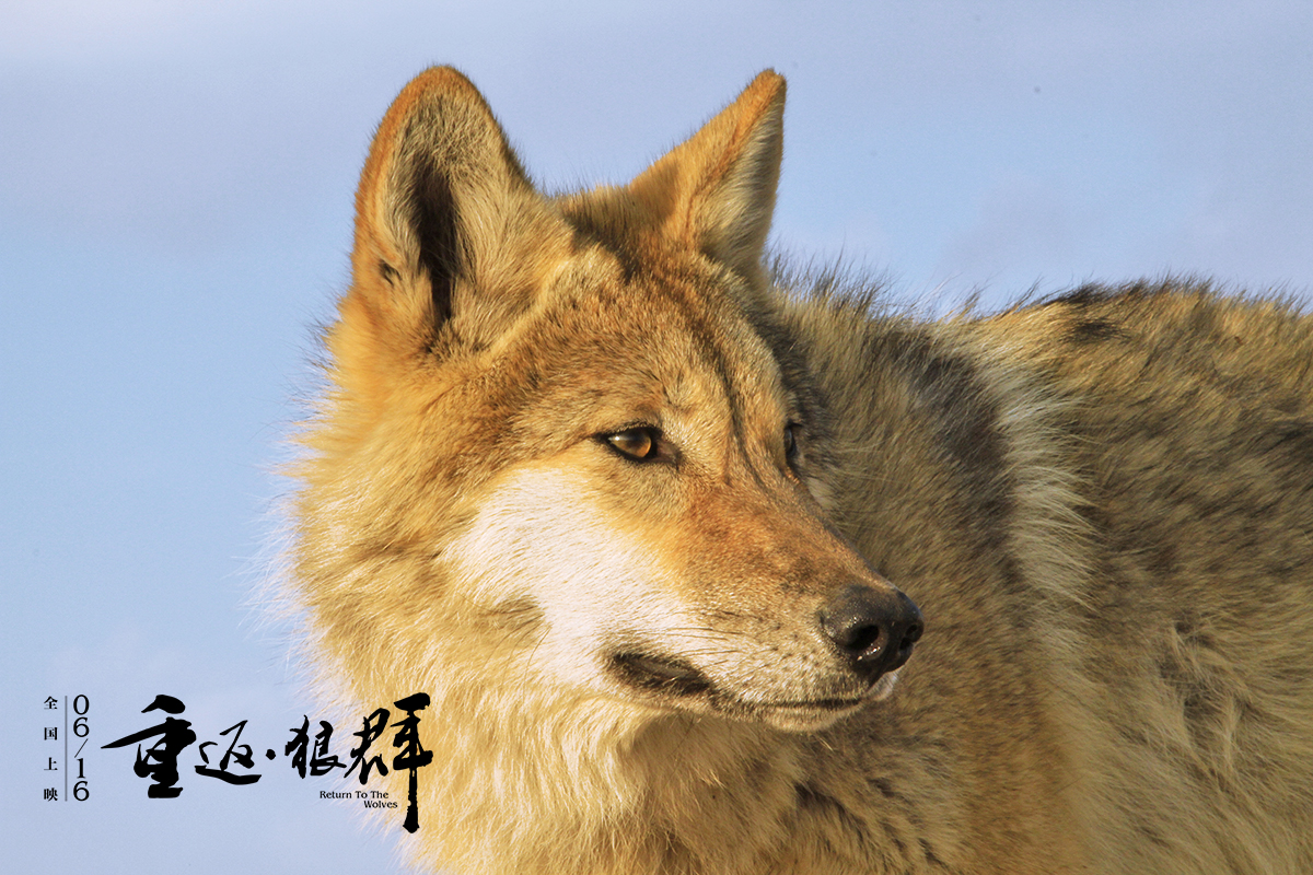 重返·狼群剧照的剧照