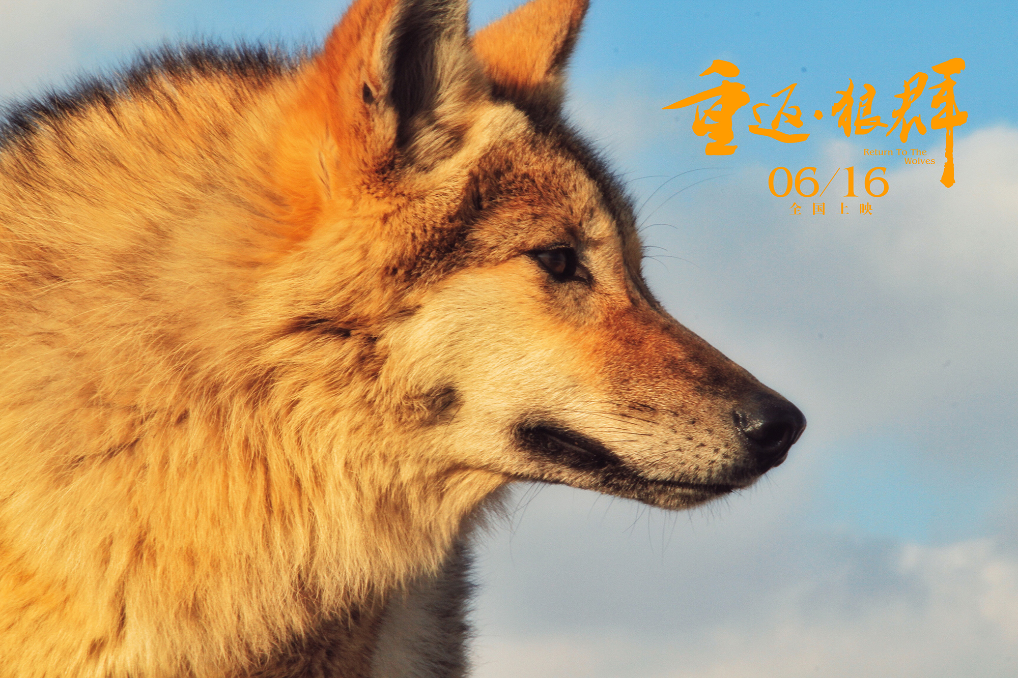 重返·狼群剧照的剧照