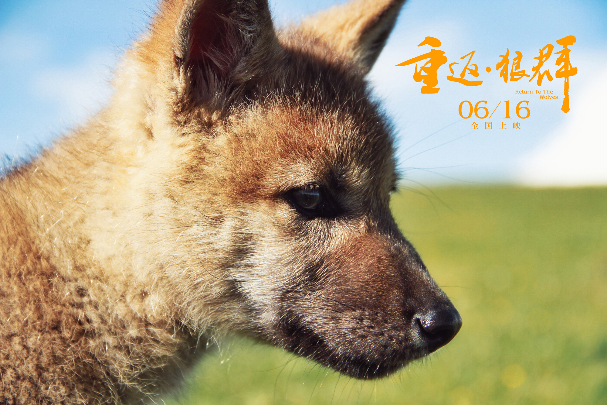 重返·狼群剧照的剧照