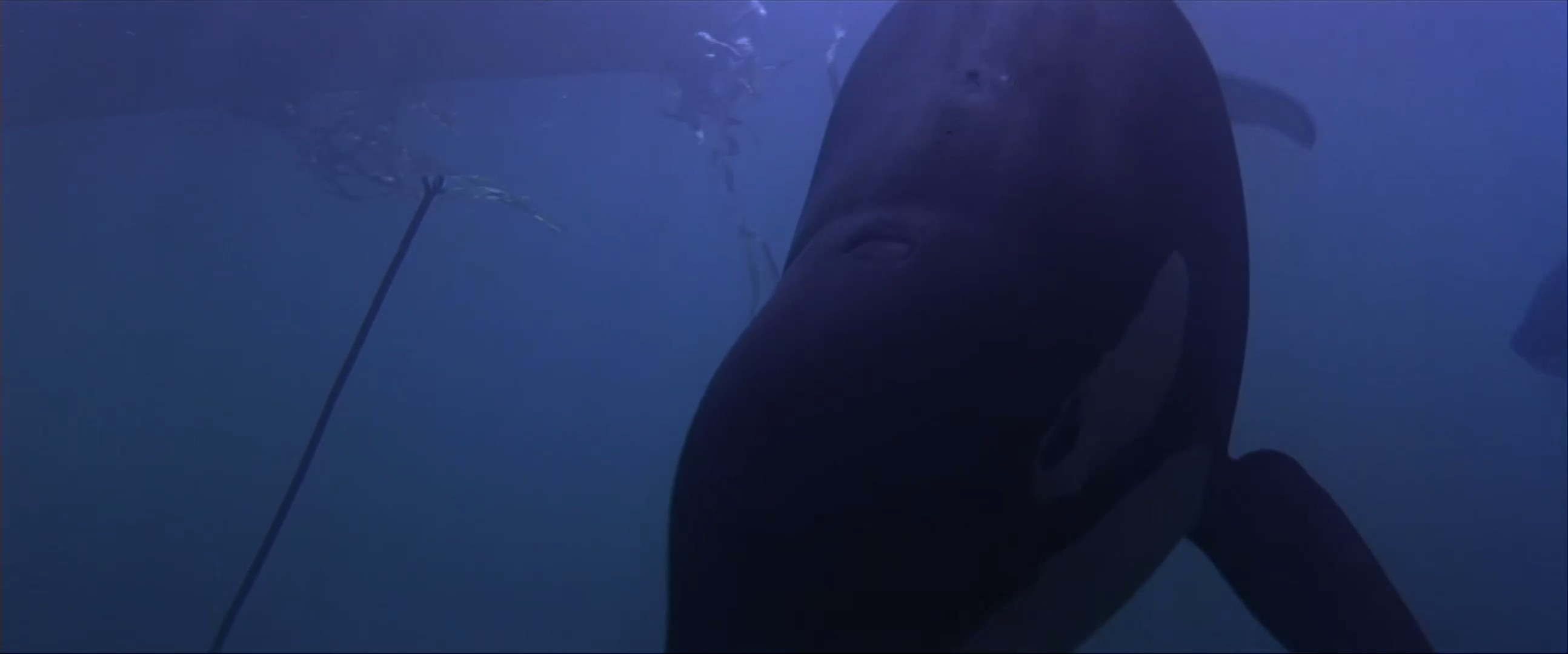 威鲸闯天关2剧照的剧照