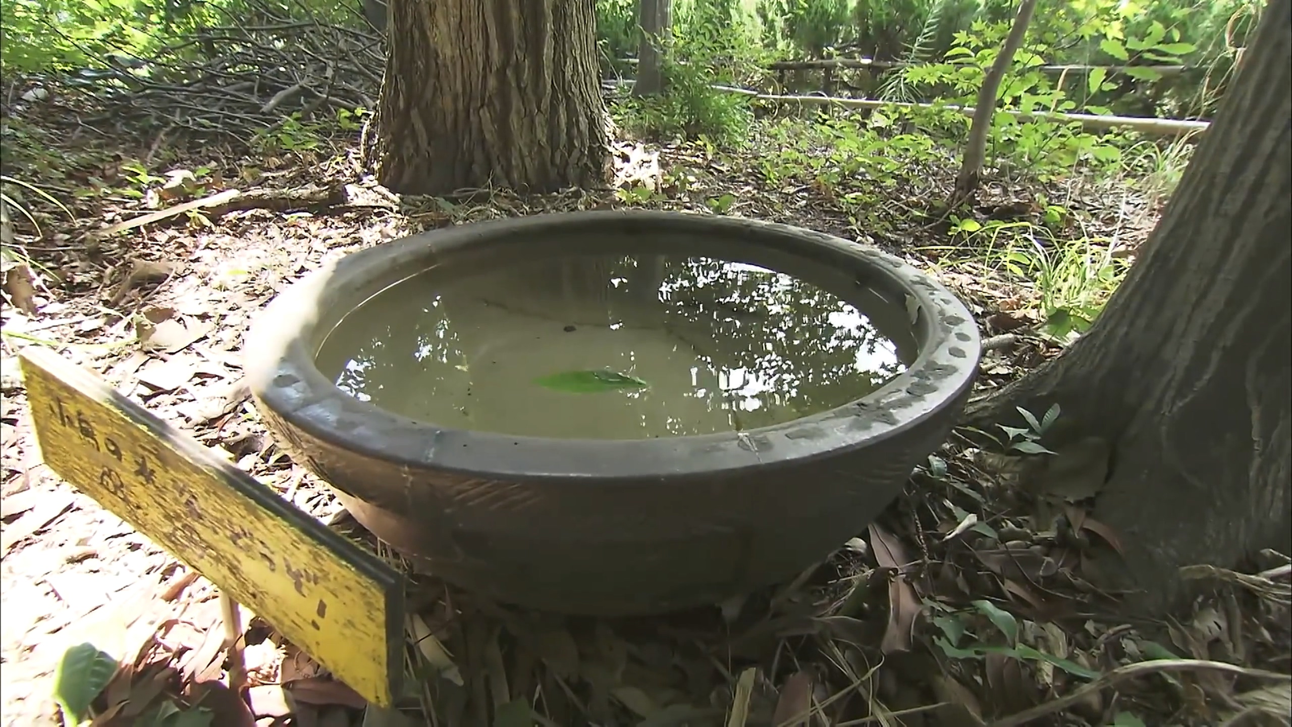 人生果实剧照的剧照