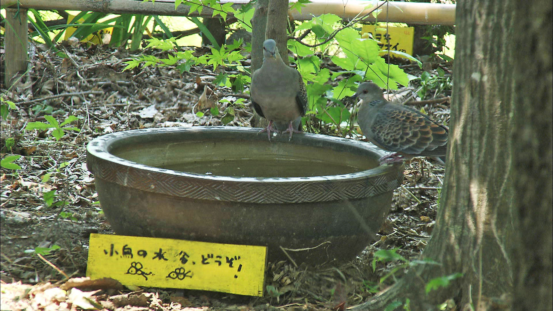 人生果实剧照的剧照