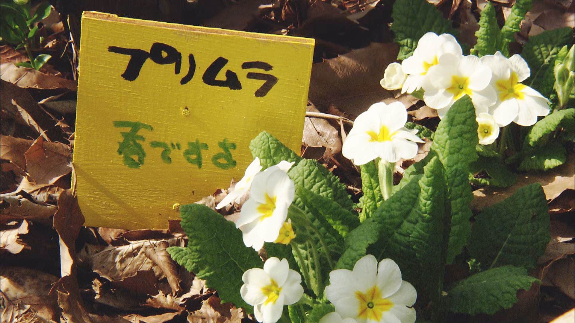 人生果实剧照的剧照