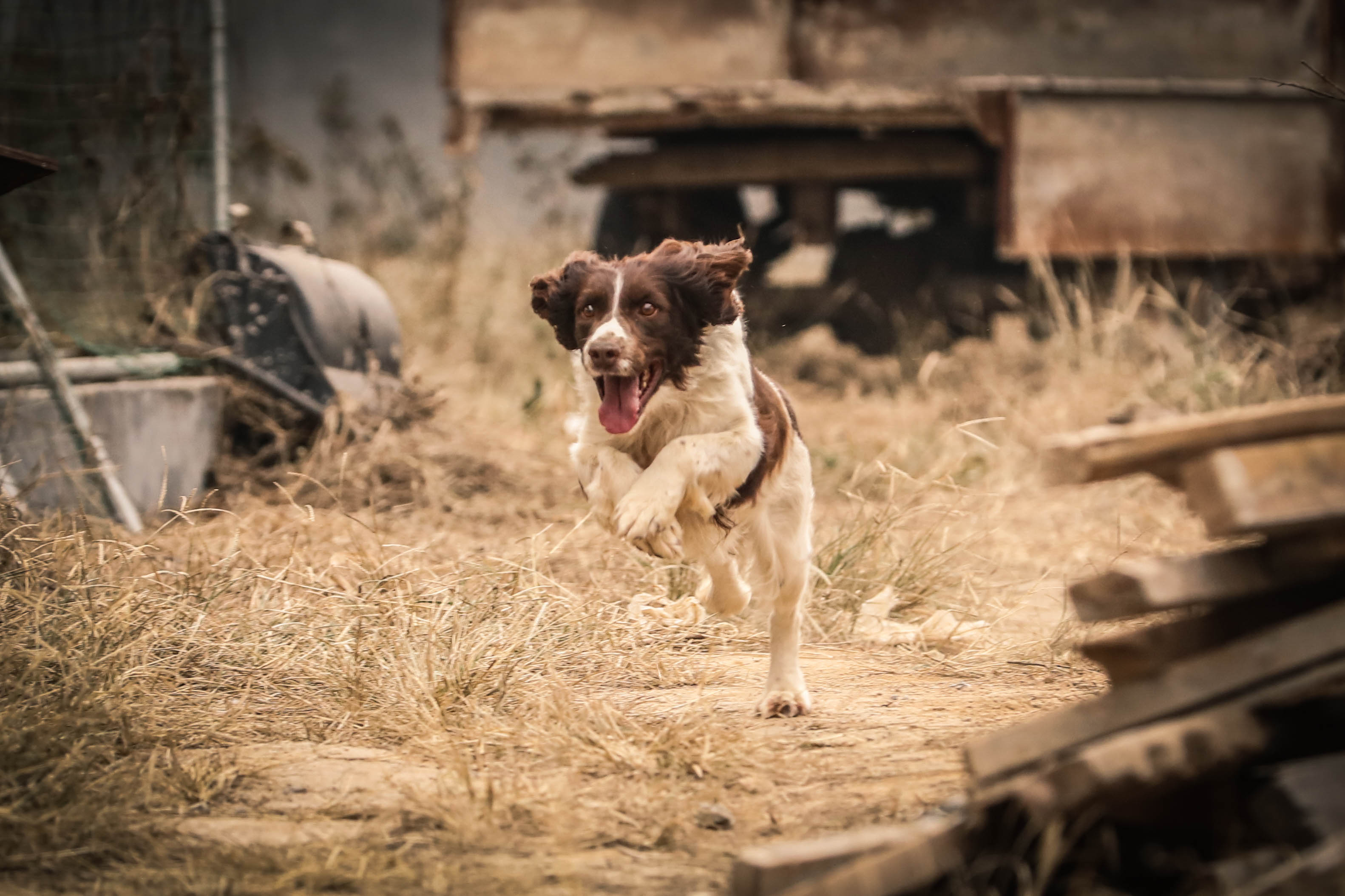萌宠入殓师剧照的剧照