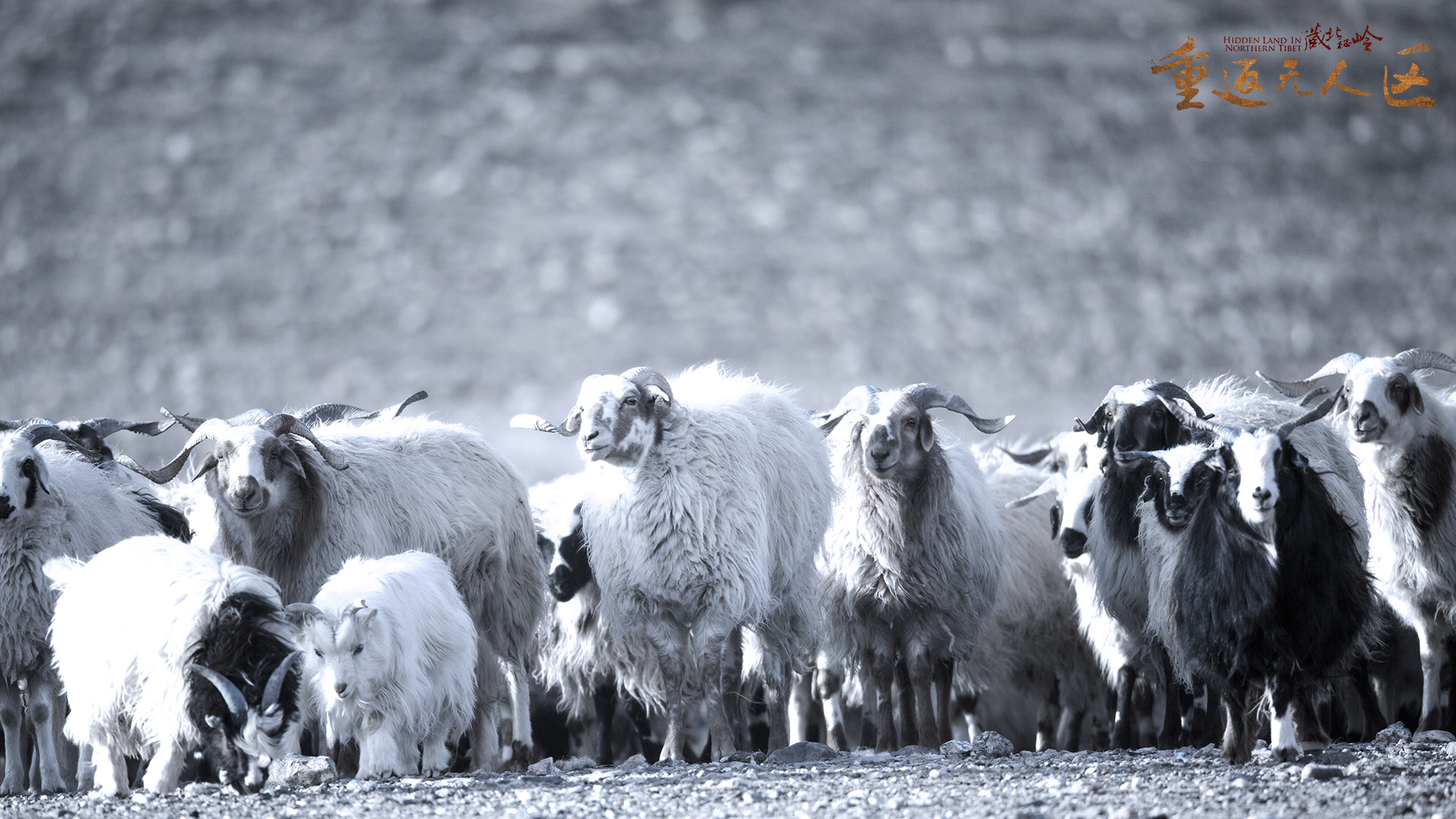 藏北秘岭-重返无人区剧照的剧照