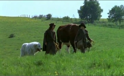 苦儿流浪记剧照的剧照