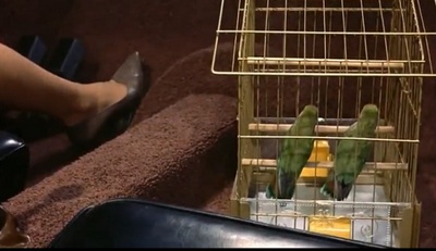 群鸟剧照的剧照