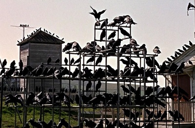 群鸟剧照的剧照