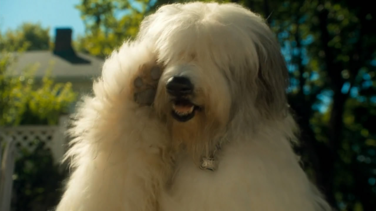 猫狗大战剧照的剧照