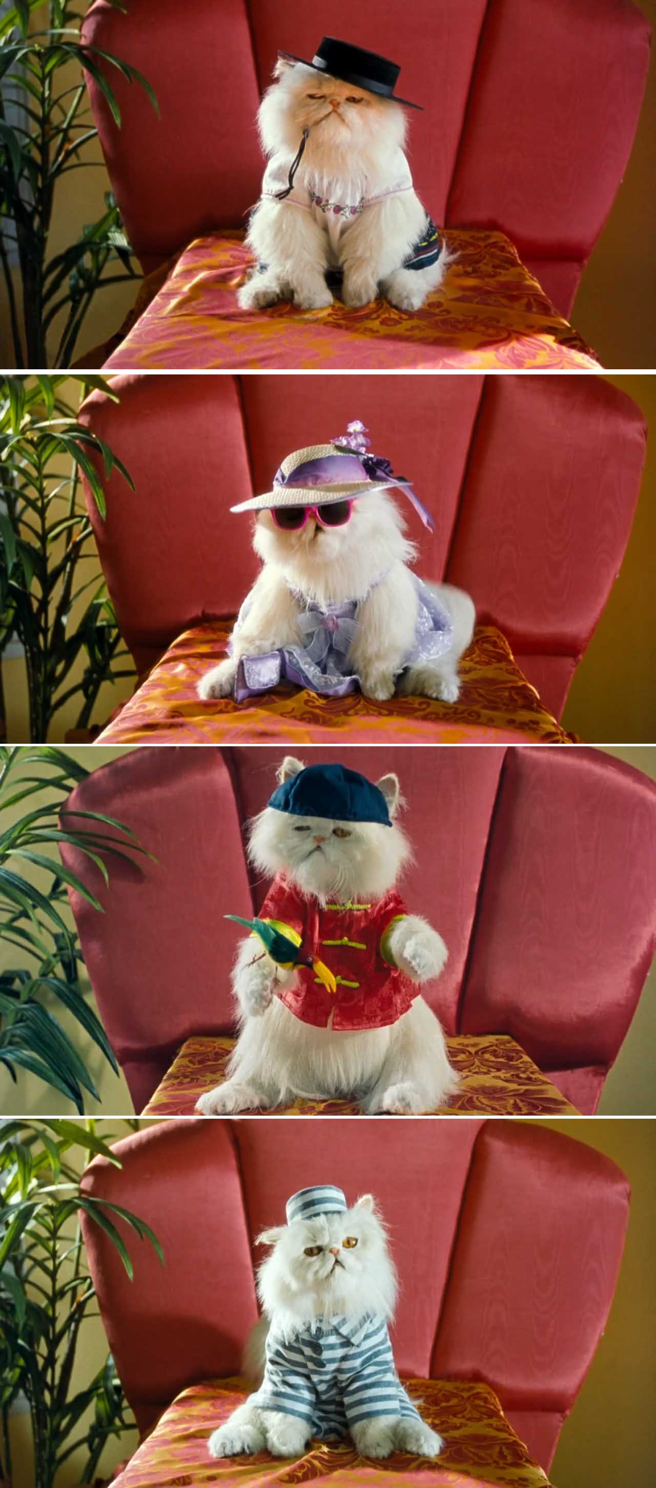 猫狗大战剧照的剧照