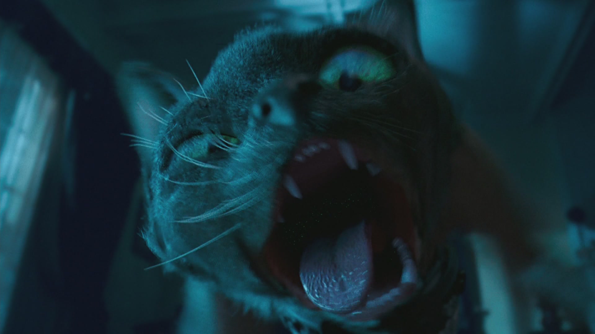 猫狗大战剧照的剧照