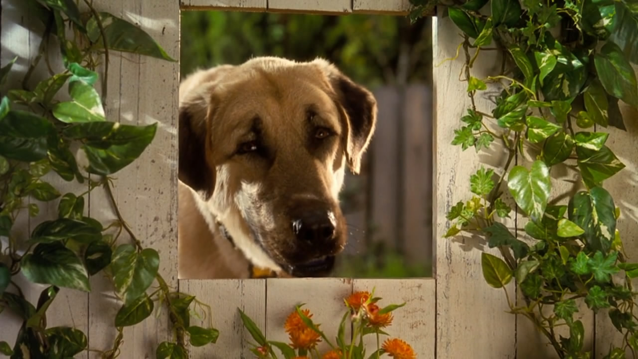 猫狗大战剧照的剧照