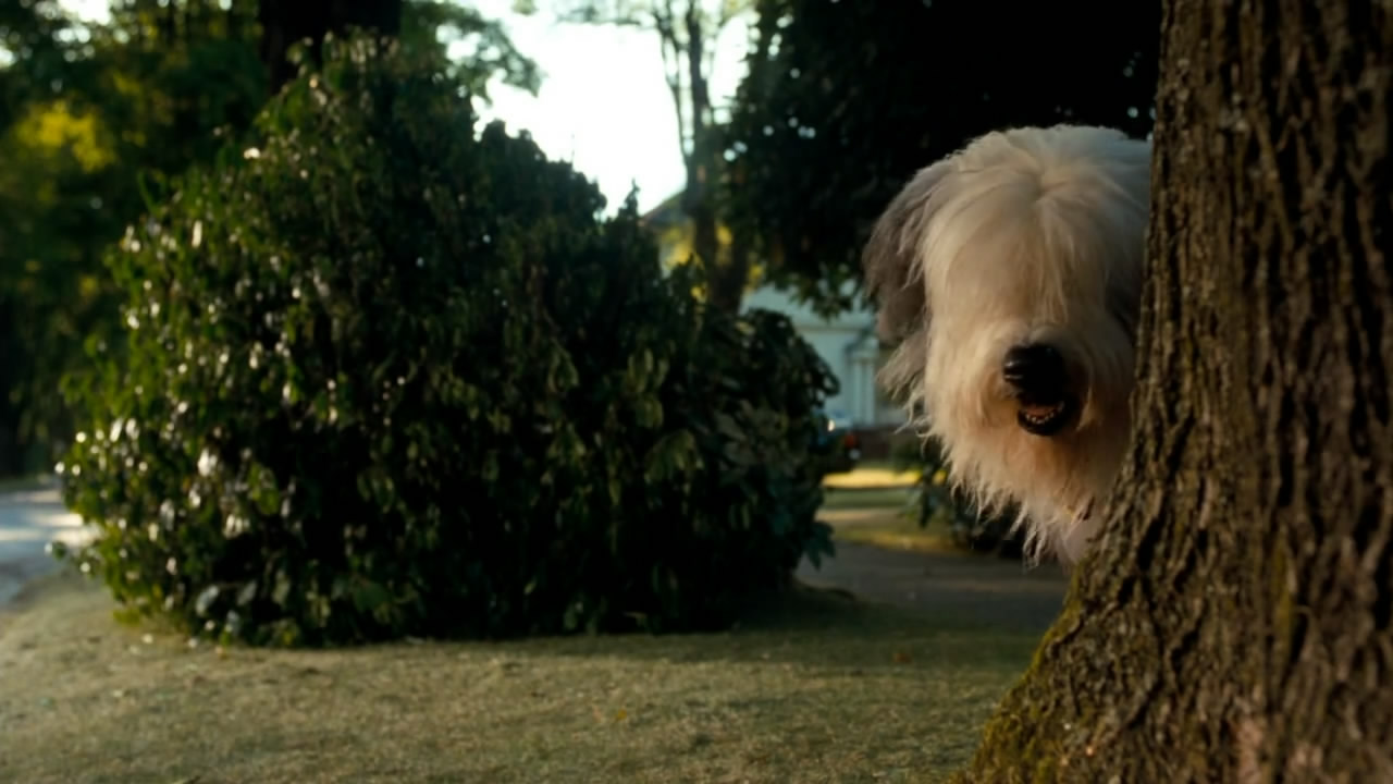 猫狗大战剧照的剧照