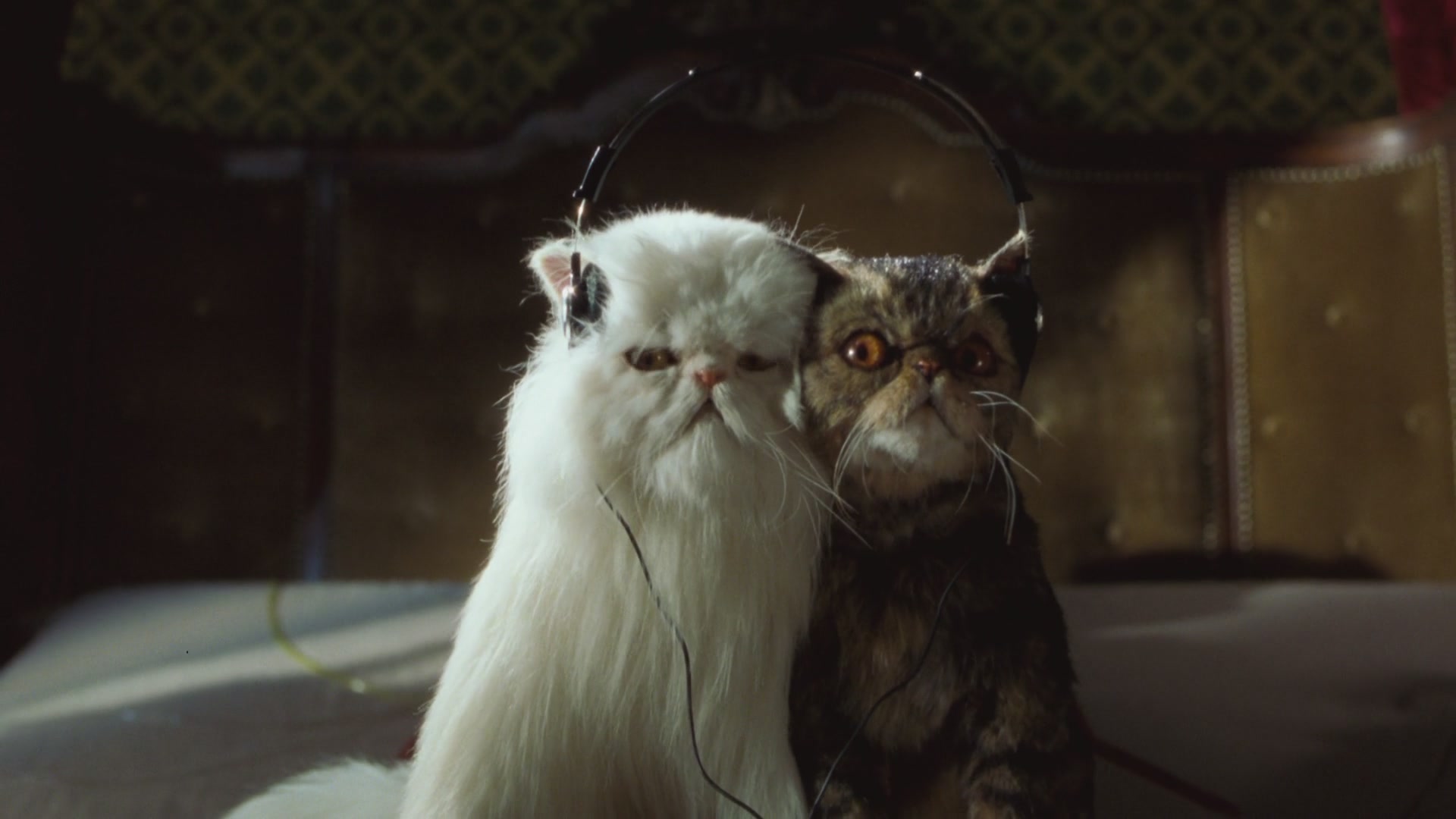 猫狗大战剧照的剧照