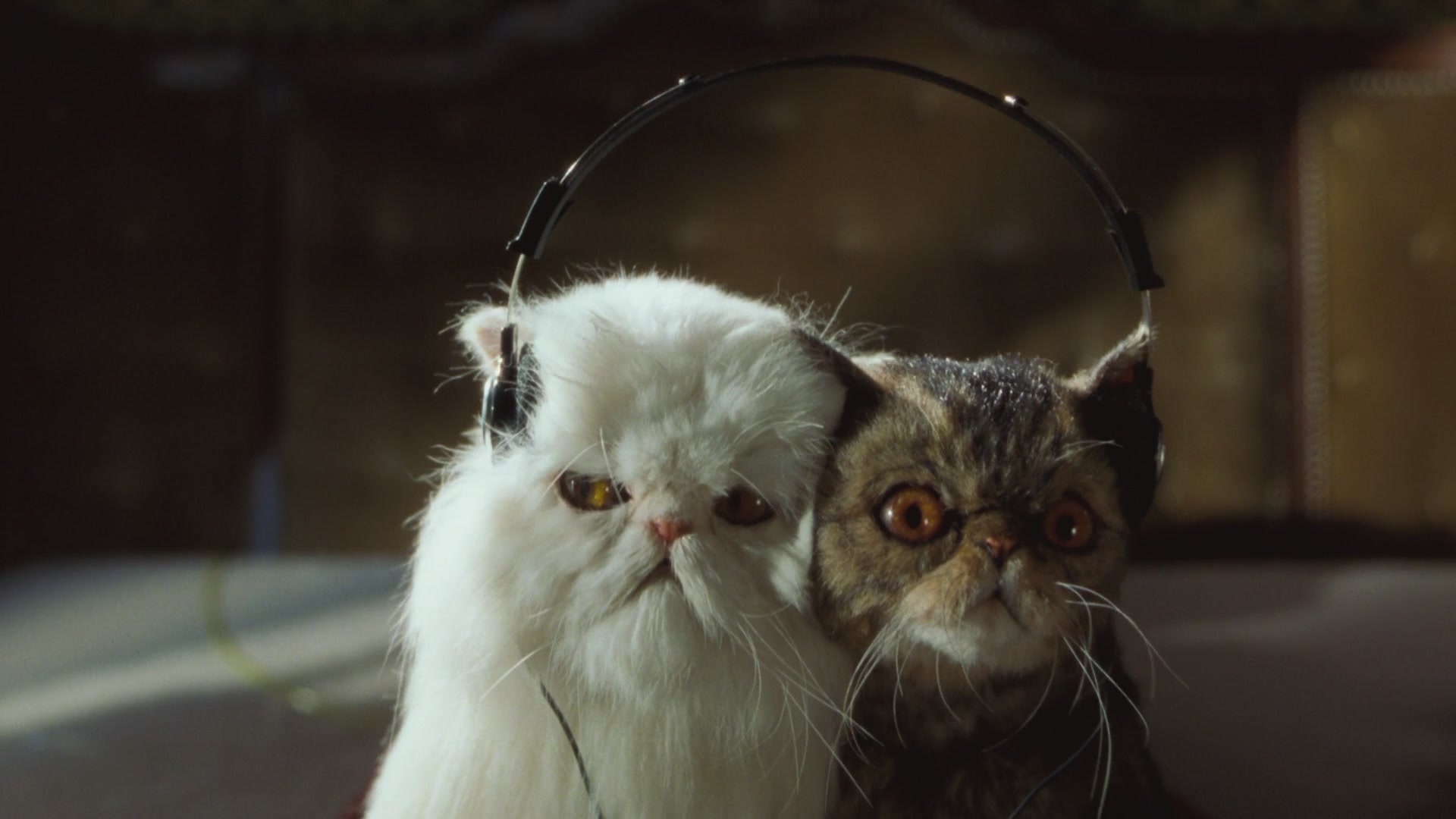 猫狗大战剧照的剧照