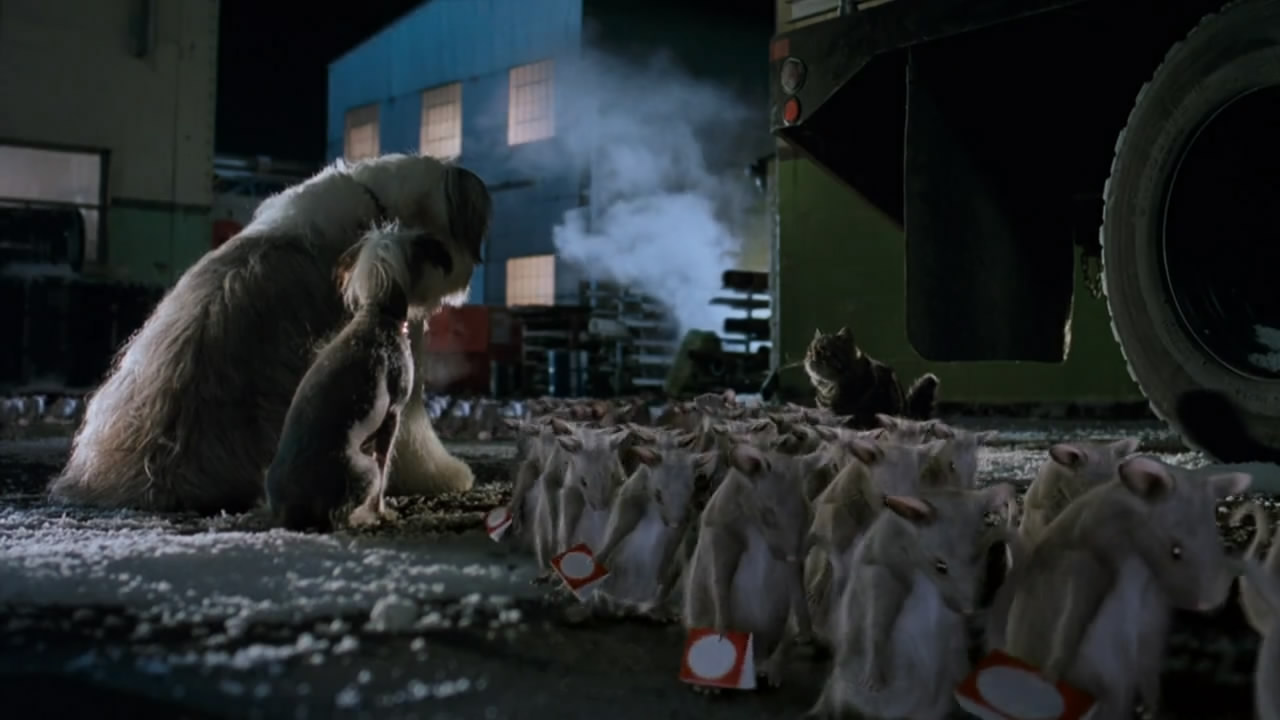 猫狗大战剧照的剧照