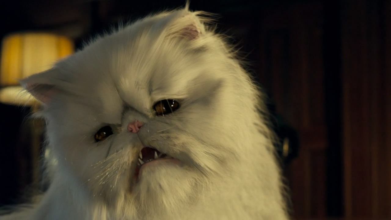 猫狗大战剧照的剧照