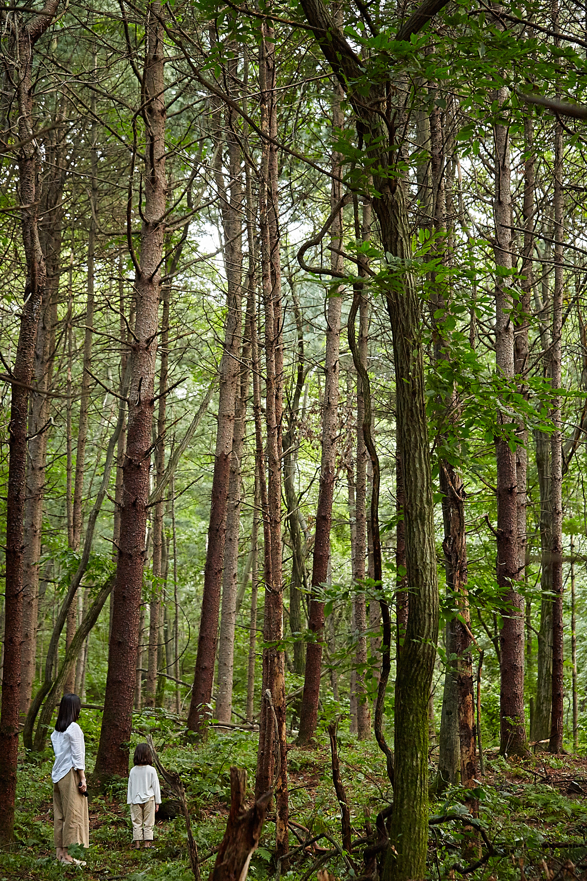 苌山虎剧照的剧照